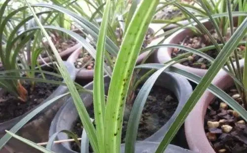 蘭花葉子上有黑點怎麼辦?5步解決,葉子油亮不黑斑