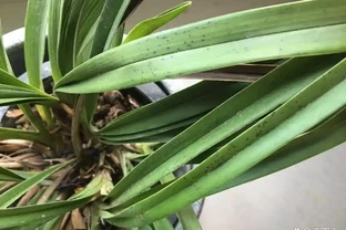 蘭花葉子上有黑點怎麼辦？5步解決，葉子油亮不黑斑