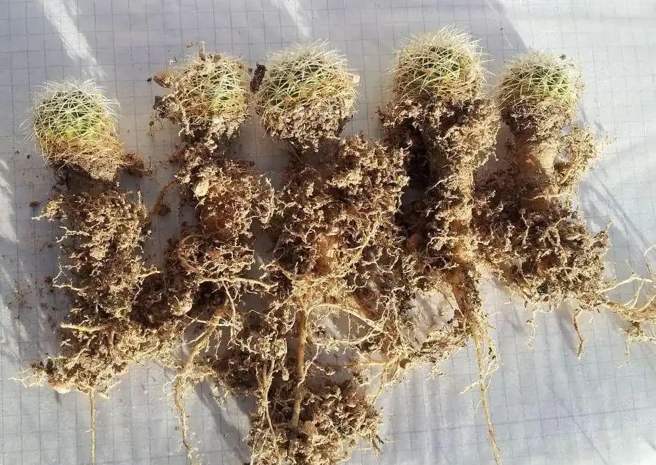 仙人掌、仙人掌球腐根、爛莖怎麼處理?