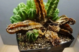 仙人掌、仙人掌球腐根、爛莖怎麼處理？