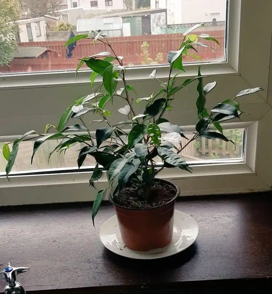 在土面和盆底都不要放石頭,更別做排水層,不然真是增加養花難度