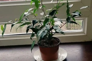 在土面和盆底都不要放石頭，更別做排水層，不然真是增加養花難度