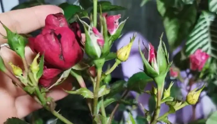 初學養花,植物6個「求救」訊號,要及時處理,晚了只剩下空盆