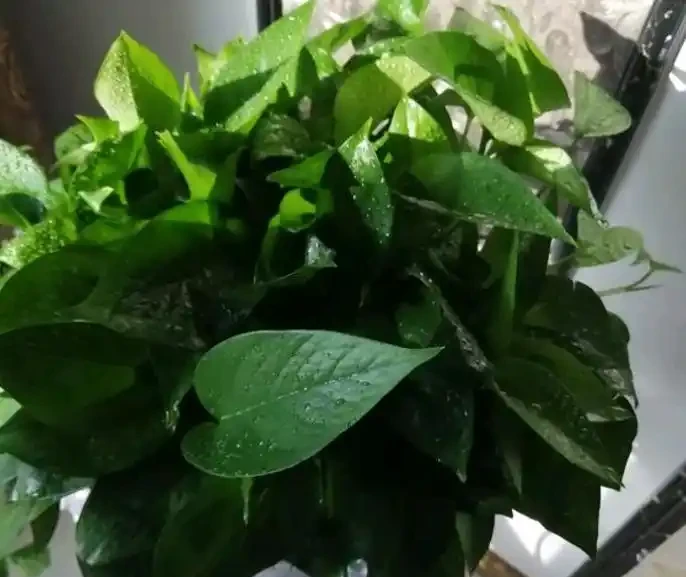 初學養花,植物6個「求救」訊號,要及時處理,晚了只剩下空盆