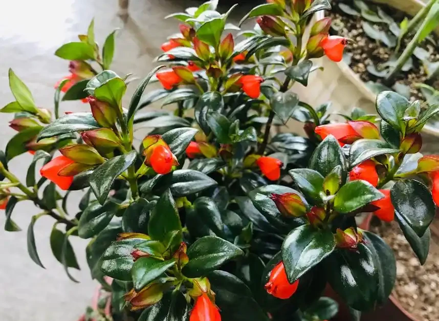 初學養花,植物6個「求救」訊號,要及時處理,晚了只剩下空盆