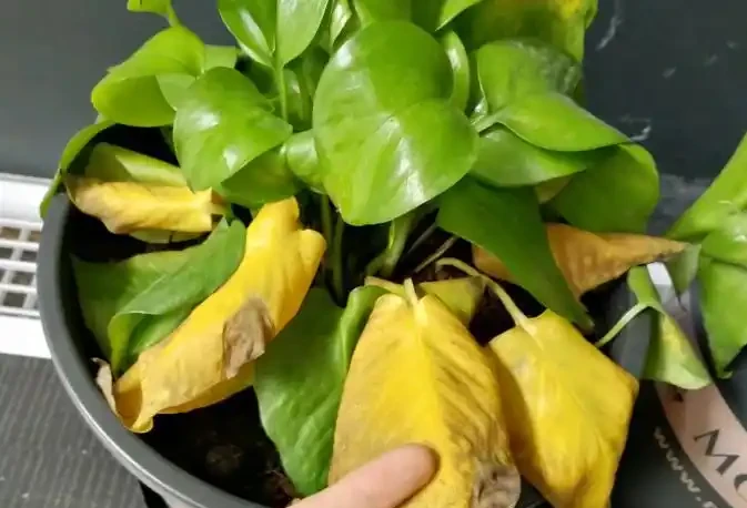 初學養花,植物6個「求救」訊號,要及時處理,晚了只剩下空盆