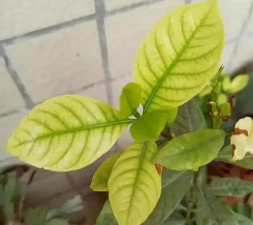 初學養花,植物6個「求救」訊號,要及時處理,晚了只剩下空盆