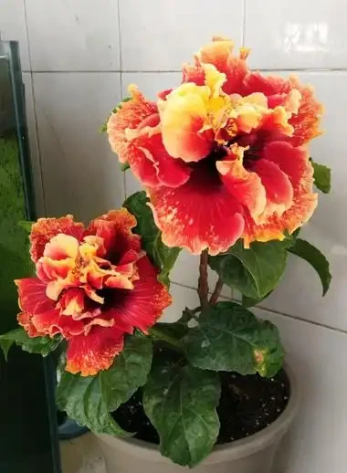 初學養花,植物6個「求救」訊號,要及時處理,晚了只剩下空盆