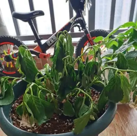 初學養花,植物6個「求救」訊號,要及時處理,晚了只剩下空盆