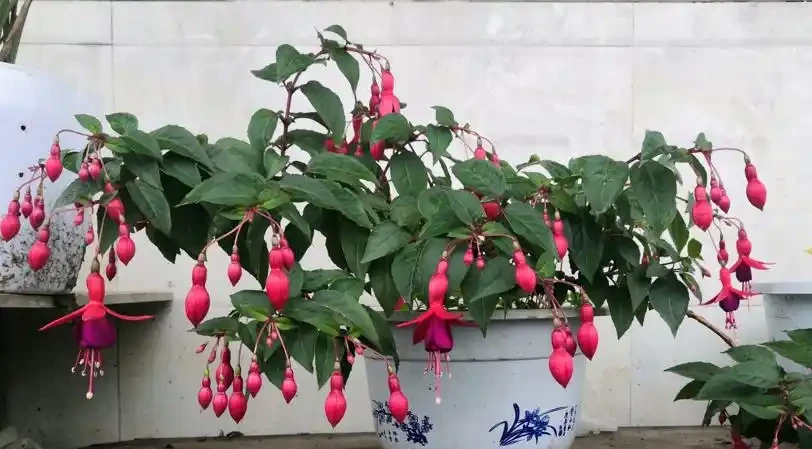 初學養花,植物6個「求救」訊號,要及時處理,晚了只剩下空盆