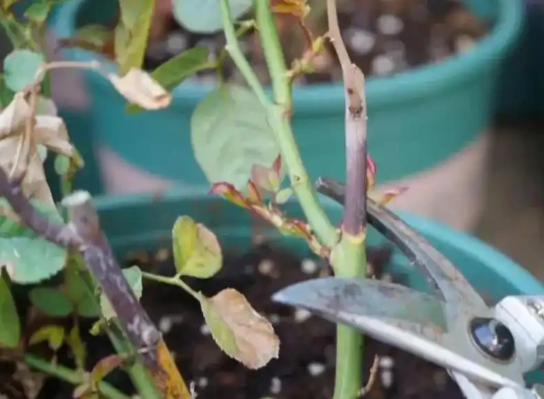初學養花,植物6個「求救」訊號,要及時處理,晚了只剩下空盆