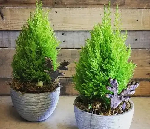 初學養花,植物6個「求救」訊號,要及時處理,晚了只剩下空盆