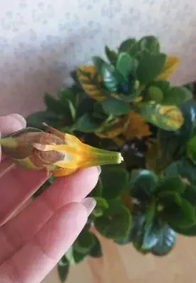 初學養花,植物6個「求救」訊號,要及時處理,晚了只剩下空盆
