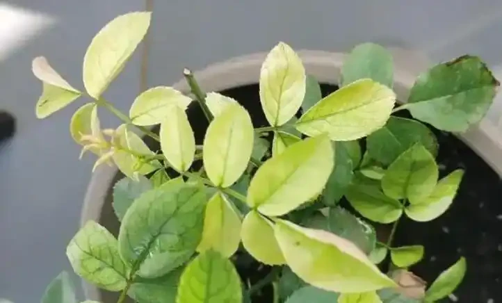 初學養花,植物6個「求救」訊號,要及時處理,晚了只剩下空盆