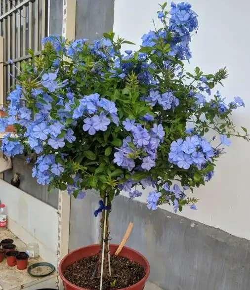 初學養花,植物6個「求救」訊號,要及時處理,晚了只剩下空盆