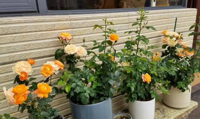 初學養花,植物6個「求救」訊號,要及時處理,晚了只剩下空盆