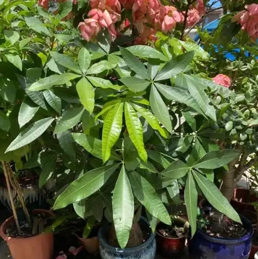 初學養花,植物6個「求救」訊號,要及時處理,晚了只剩下空盆