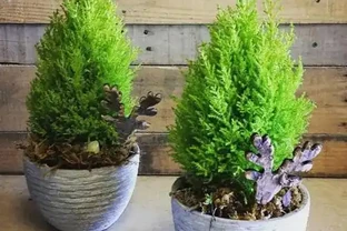 初學養花，植物6個「求救」訊號，要及時處理，晚了只剩下空盆