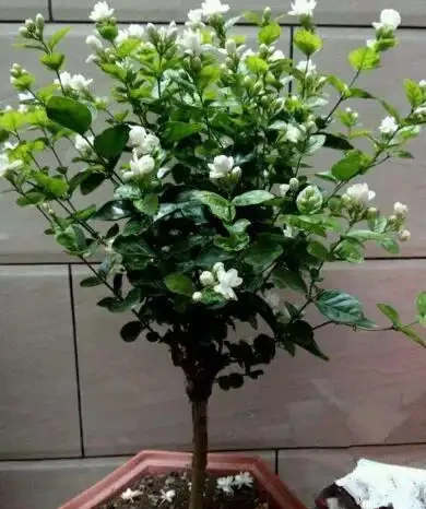 熱天養花，首選這「9種」，好養「耐曬」愛開花，養一些不虧