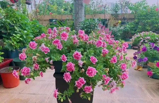 熱天養花，首選這「9種」，好養「耐曬」愛開花，養一些不虧