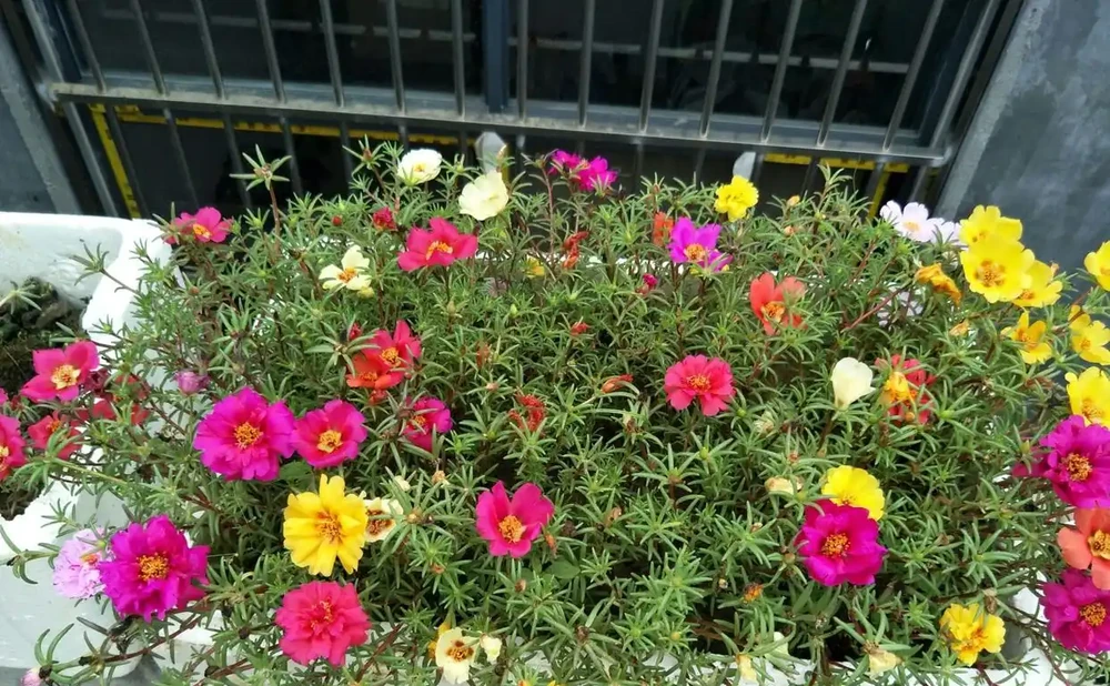 熱天養花，首選這「9種」，好養「耐曬」愛開花，養一些不虧