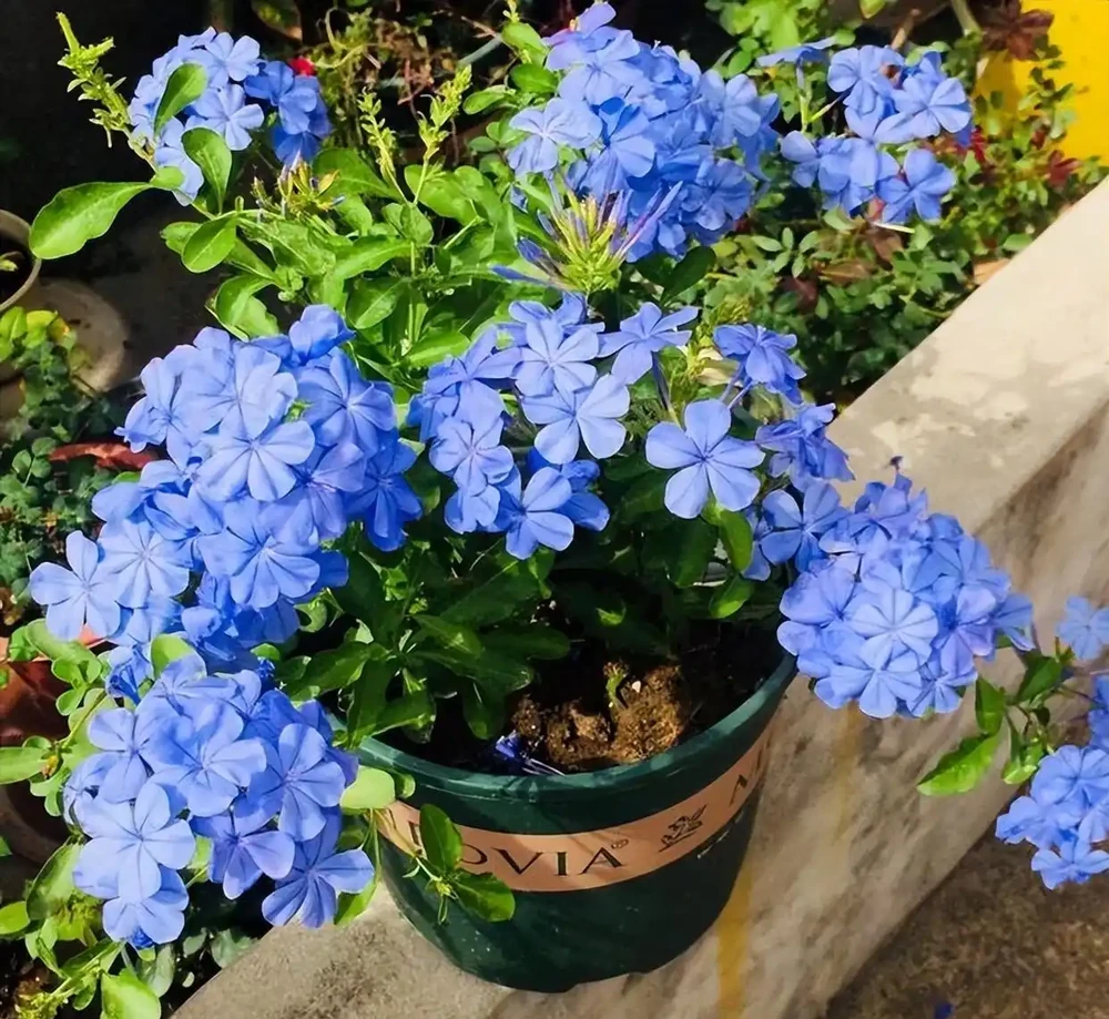 熱天養花，首選這「9種」，好養「耐曬」愛開花，養一些不虧