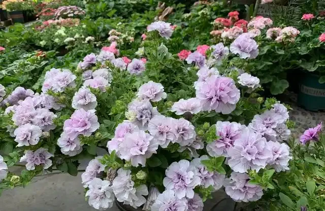 熱天養花，首選這「9種」，好養「耐曬」愛開花，養一些不虧