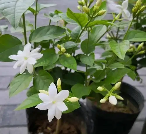 熱天養花，首選這「9種」，好養「耐曬」愛開花，養一些不虧