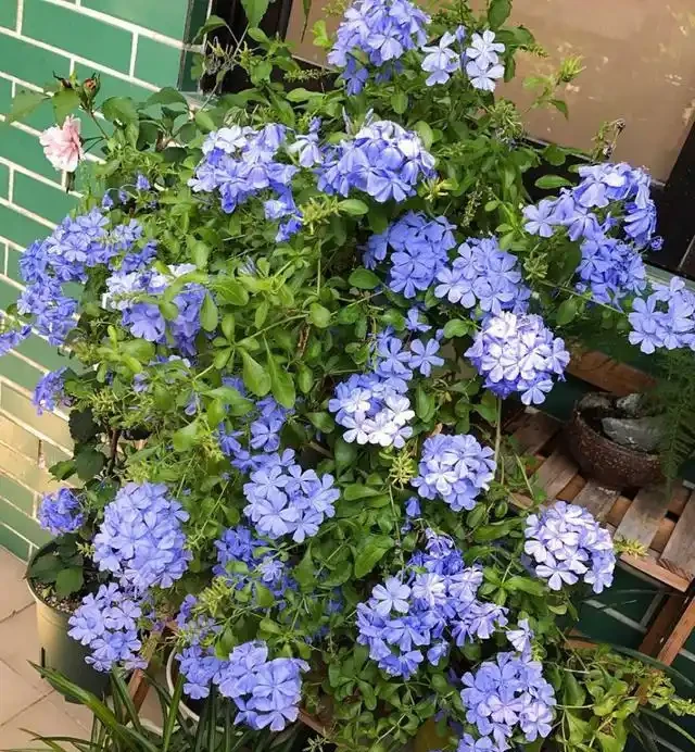熱天養花，首選這「9種」，好養「耐曬」愛開花，養一些不虧
