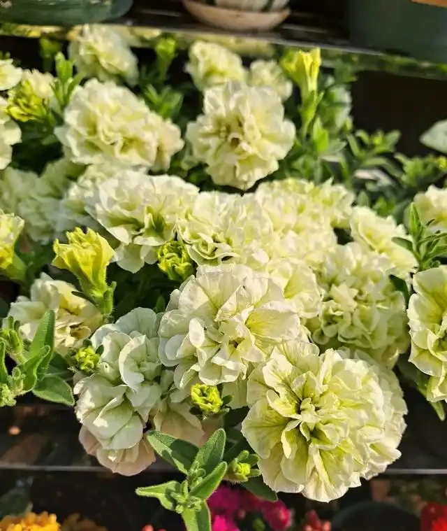 熱天養花，首選這「9種」，好養「耐曬」愛開花，養一些不虧