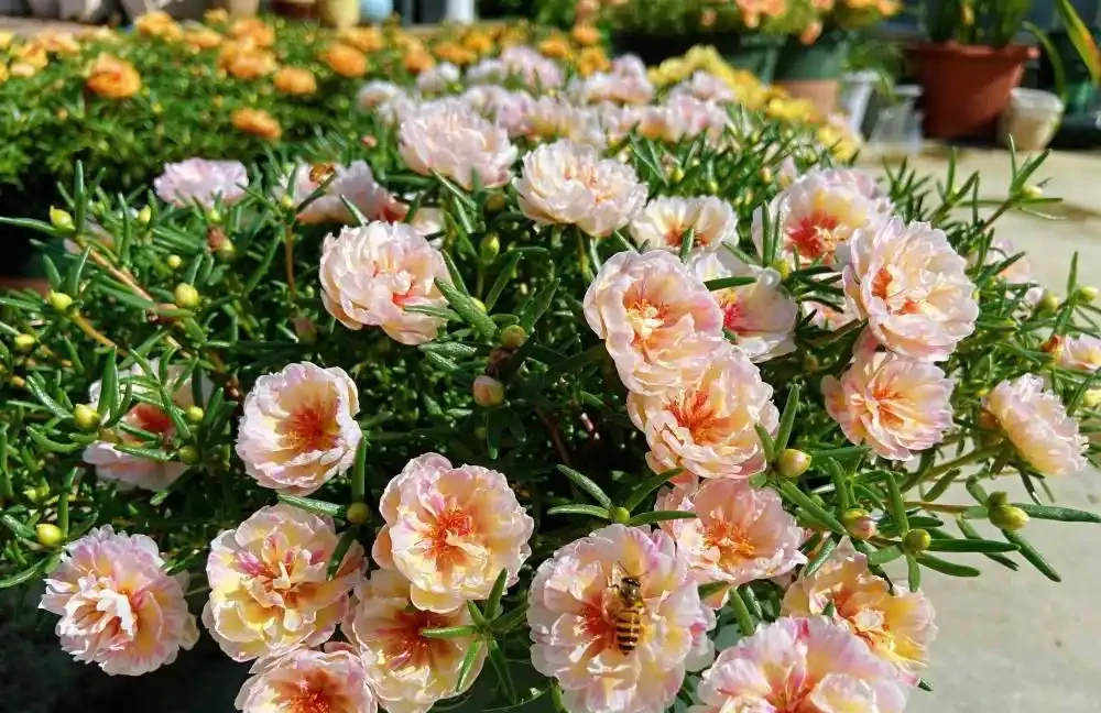 熱天養花，首選這「9種」，好養「耐曬」愛開花，養一些不虧