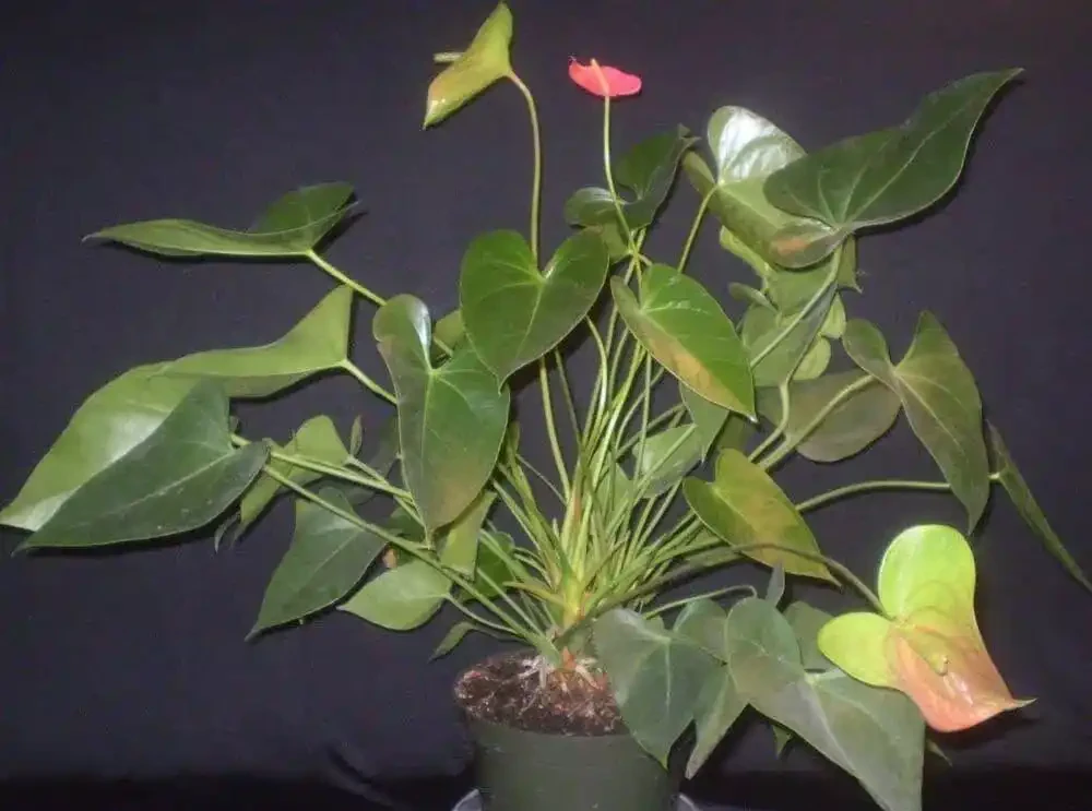 火鶴花的莖越長越高,都快養成爬藤植物了,要怎麼處理?