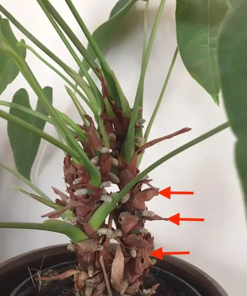 火鶴花的莖越長越高,都快養成爬藤植物了,要怎麼處理?