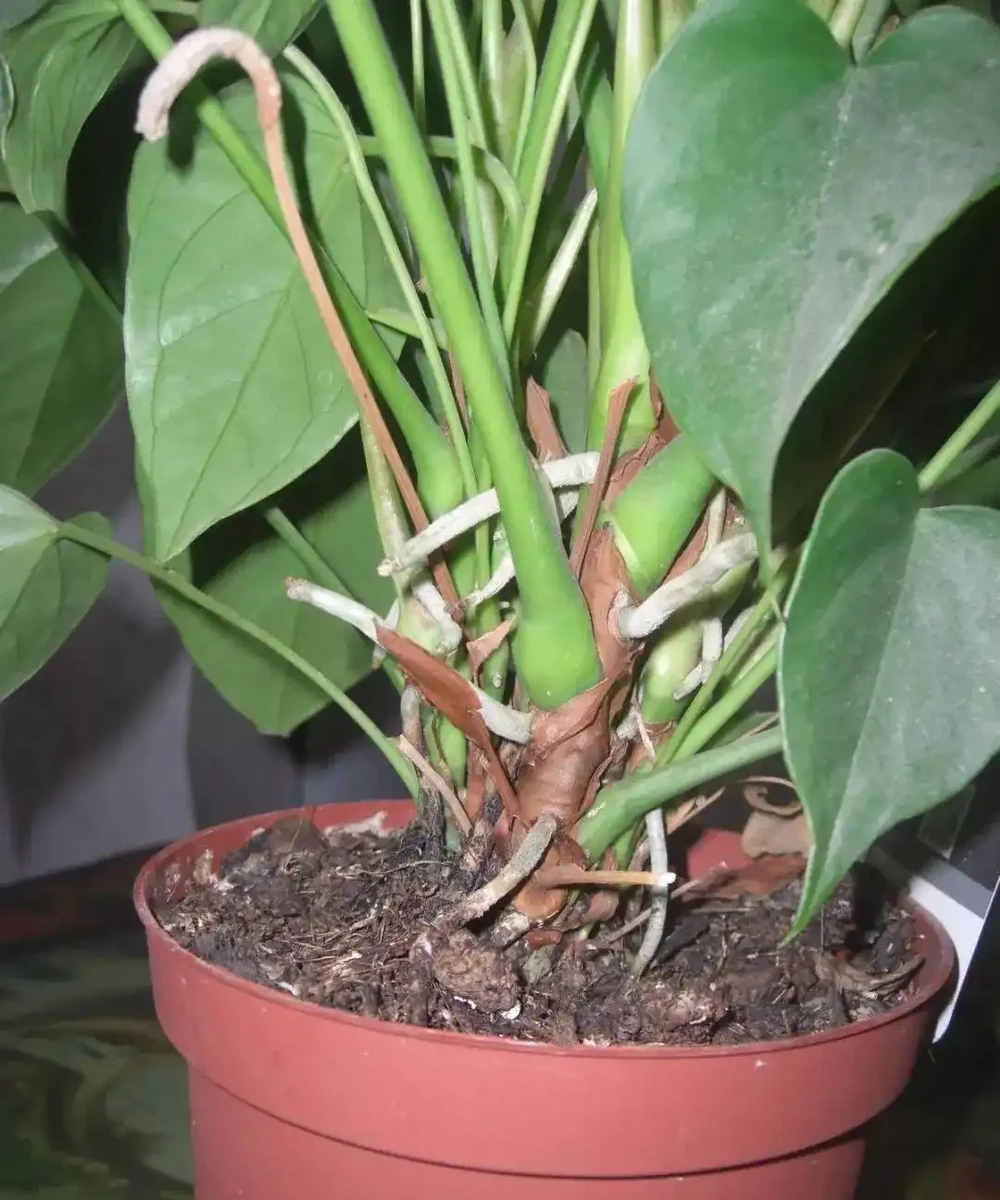 火鶴花的莖越長越高,都快養成爬藤植物了,要怎麼處理?