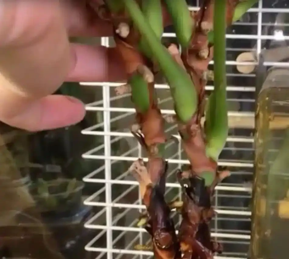 火鶴花的莖越長越高,都快養成爬藤植物了,要怎麼處理?