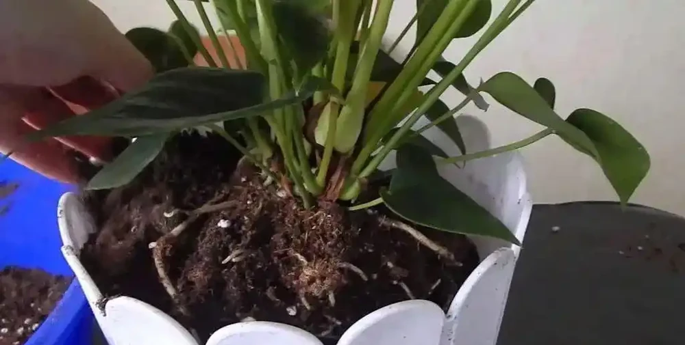 火鶴花的莖越長越高,都快養成爬藤植物了,要怎麼處理?