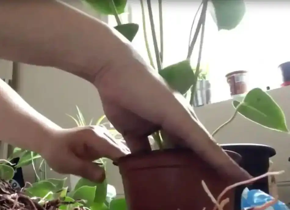 火鶴花的莖越長越高,都快養成爬藤植物了,要怎麼處理?