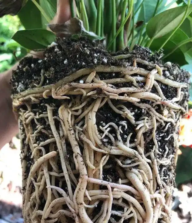 火鶴花的莖越長越高,都快養成爬藤植物了,要怎麼處理?
