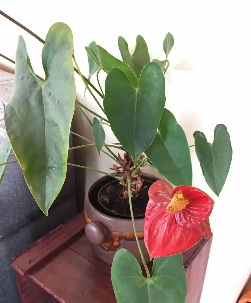 火鶴花的莖越長越高,都快養成爬藤植物了,要怎麼處理?