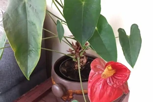 火鶴花的莖越長越高，都快養成爬藤植物了，要怎麼處理？