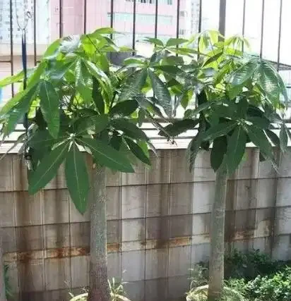 發財樹不澆「5種水」,澆了輕則爛葉,重則腐根,夏季尤其注意