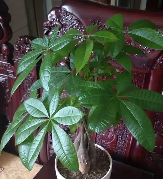發財樹不澆「5種水」,澆了輕則爛葉,重則腐根,夏季尤其注意