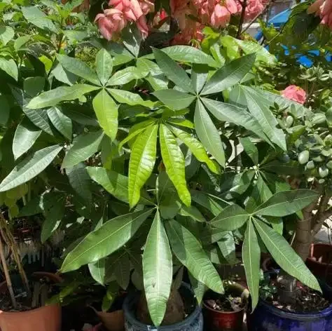 發財樹不澆「5種水」,澆了輕則爛葉,重則腐根,夏季尤其注意