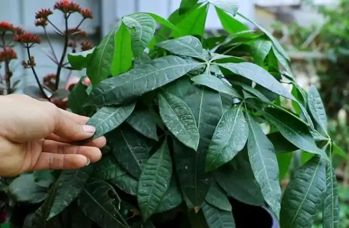 發財樹不澆「5種水」,澆了輕則爛葉,重則腐根,夏季尤其注意