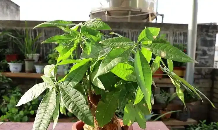 發財樹不澆「5種水」,澆了輕則爛葉,重則腐根,夏季尤其注意