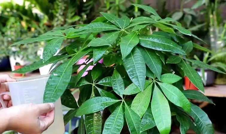 發財樹不澆「5種水」,澆了輕則爛葉,重則腐根,夏季尤其注意