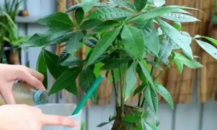 發財樹不澆「5種水」,澆了輕則爛葉,重則腐根,夏季尤其注意