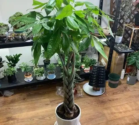 發財樹不澆「5種水」,澆了輕則爛葉,重則腐根,夏季尤其注意
