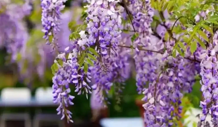 「最香」的10種花，開花滿屋香，好養易開花，隨便養一盆都賺了