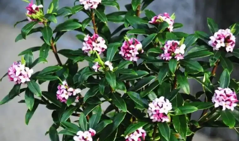 「最香」的10種花，開花滿屋香，好養易開花，隨便養一盆都賺了